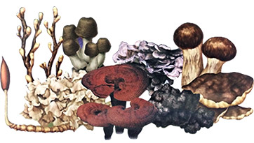Beta Glucan extracted from the 9 finest mushrooms (Reishi, Rokkaku Reishi, Cordyceps Militaris, Phellinus Linteus, Cauliflower mushroom, Pine mushroom, Maitake, Chaga, and Agaricus)