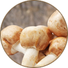 Agaricus