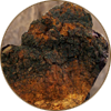 Chaga