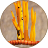 Cordyceps Militaris