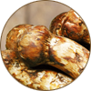 Pine mushroom