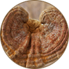 Reishi