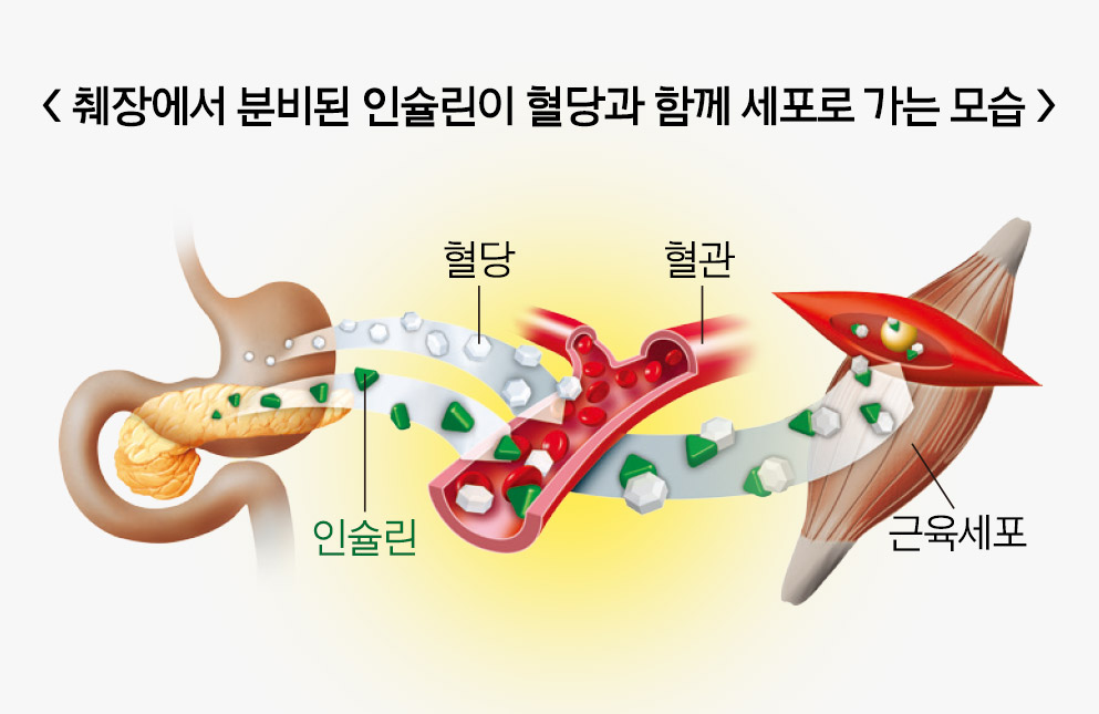 췌장에서 분비된 인슐린이 혈당과 함께 세포로 가는 모습