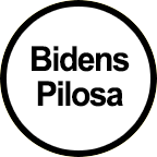 Bidens Pilosa