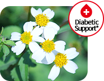bidens pilosa flower