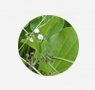 herbs-seaweeds-14-chapeau-de-couro