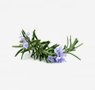herbs-seaweeds-9-rosemary