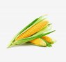 grains-12-corn