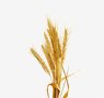grains-2-barley