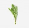 herbs-seaweeds-13-horsetail