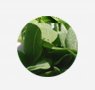 herbs-seaweeds-19-guesito