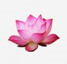 herbs-seaweeds-2-sacred-lotus
