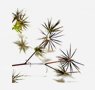 herbs-seaweeds-20-spanish-needles