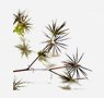 herbs-seaweeds-20-spanish-needles