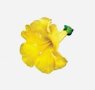herbs-seaweeds-21-cats-claw
