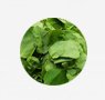 herbs-seaweeds-25-cows-foot