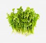 herbs-seaweeds-7-chicory
