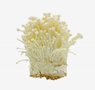 mushrooms-1-enoki-mushroom