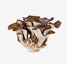 mushrooms-2-maitake-mushroom
