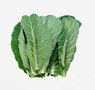 vegetables-21-collard