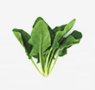 vegetables-5-spinach