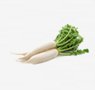 vegetables-9-daikon-radish