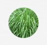 herbs-seaweeds-10-west-indian-lemongrass