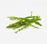 herbs-seaweeds-11-baccharis-trimera