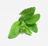 herbs-seaweeds-16-stevia