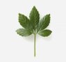 herbs-seaweeds-22-gynostemma