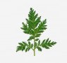 herbs-seaweeds-4-mugwort