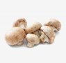 mushrooms-3-bottom-mushroom