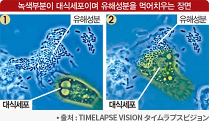 macrophage