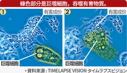 macrophage