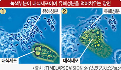 macrophage
