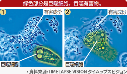macrophage