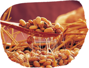 Natto