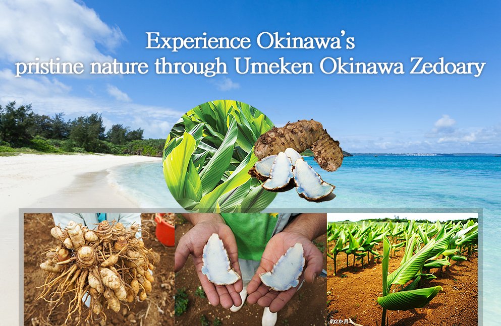 Experience Okinawa's pristine nature through Umeken Okinawa Zedoary