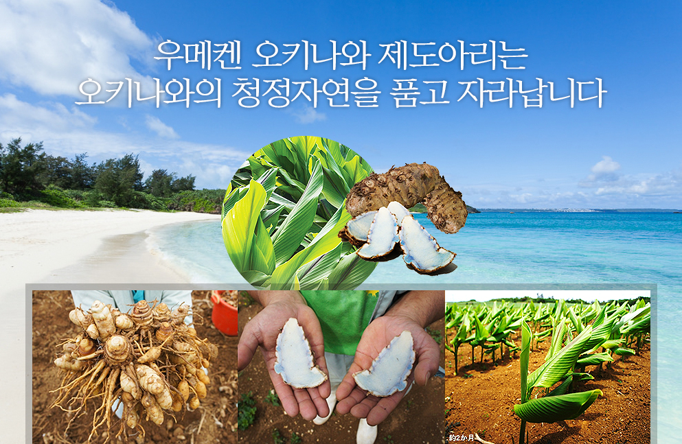 우메켄 오키나와 제도아리는 오키나와의 청정자연을 품고 자라납니다