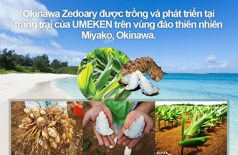 Okinawa Zedoary Detail