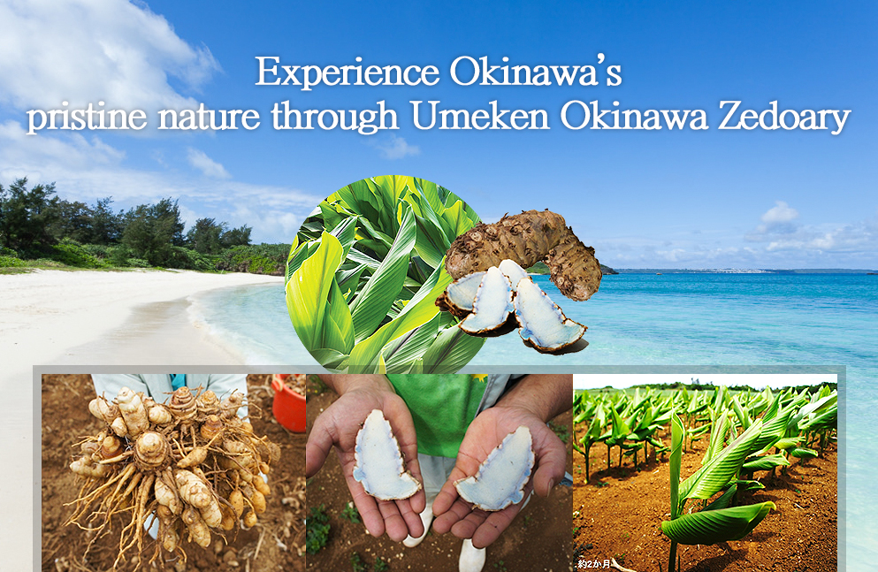 Experience Okinawa's pristine nature through Umeken Okinawa Zedoary